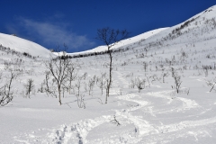 Smučarija v redkem brezovem grmičevju je bila pogosto najboljša, saj je bil sneg najbolj konstanten